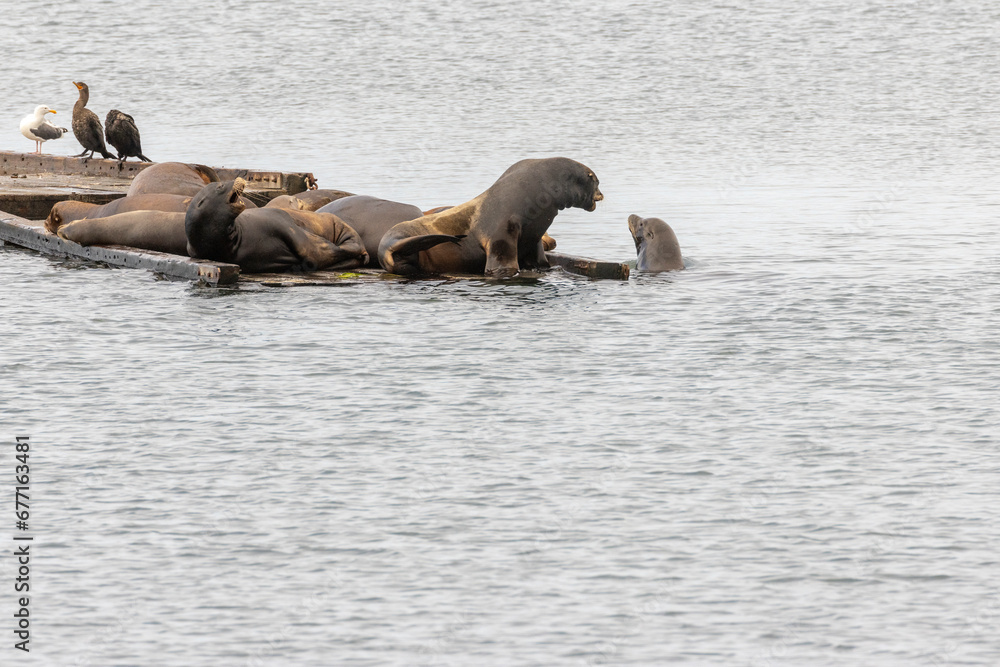 Fototapeta premium California Sea Lions (Zalophus californianus)on boat docks at Crescent Harbor in Crescent City California USA on an overcast day.