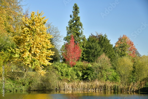 La beauté de l'automne de la végétation sauvage entourant le petit étang au domaine du château de la Hulpe au Brabant Wallon photo