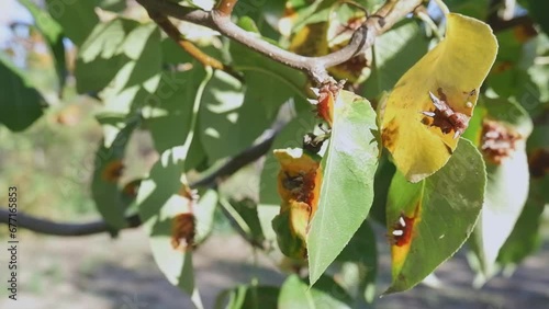 Wallpaper Mural A woman's hand shows diseased leaves and fruits of a pear caused by the fungus Gymnosporangium sabinae or pear rust. Torontodigital.ca
