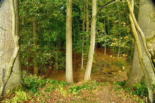 Deux troncs de hêtre dans la forêt luxuriante au domaine du château de la Hulpe 