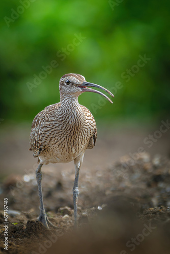 Eurasian whimbrel