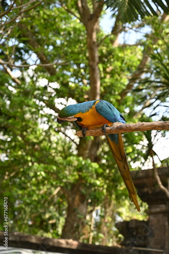 A closeup of a beautiful, colorful yellow and blue bird in a birds' park in Bali, Indonesia © Traveller