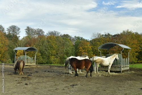 Quatuor de chevaux dans un espace r  serv   au domaine du ch  teau de la Hulpe 