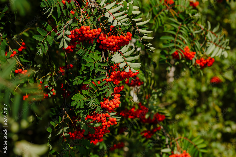 Obraz premium Common rowan ( lat. Sorbus aucuparia ) is a tree , a species of the genus Rowan ( Sorbus )