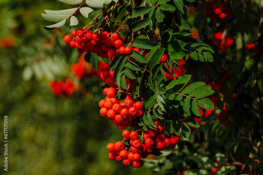 Common rowan ( lat. Sorbus aucuparia ) is a tree , a species of the genus Rowan ( Sorbus ) Common rowan ( lat. Sorbus aucuparia ) is a tree , a species of the genus Rowan ( Sorbus )