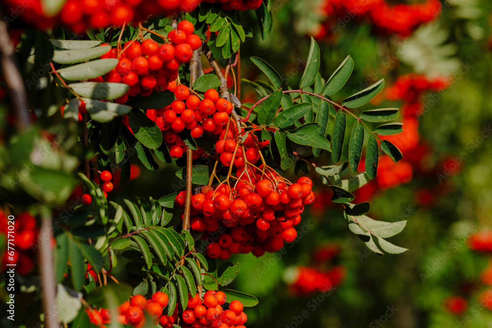 Common rowan ( lat. Sorbus aucupária ) is a tree , a species of the genus Rowan ( Sorbus ) Common rowan ( lat. Sorbus aucupária ) is a tree , a species of the genus Rowan ( Sorbus )