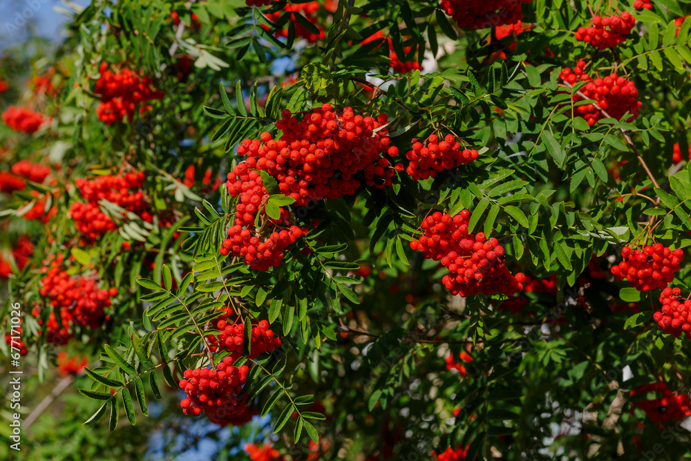 Common rowan ( lat. Sorbus aucupária ) is a tree , a species of the genus Rowan ( Sorbus ) Common rowan ( lat. Sorbus aucupária ) is a tree , a species of the genus Rowan ( Sorbus )