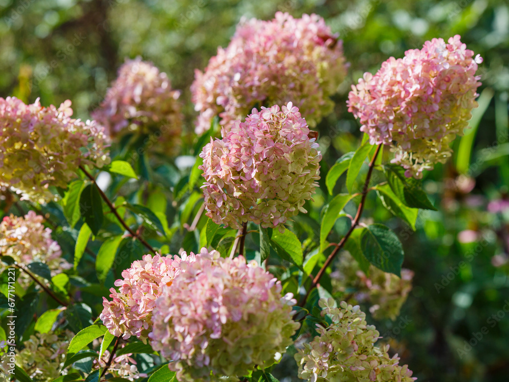 Hydrangea paniculata, the panicled hydrangea, is a species of flowering ...