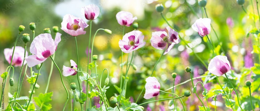 Blooming poppy flowers in a garden. Poppies meadow - obrazy, fototapety, plakaty 