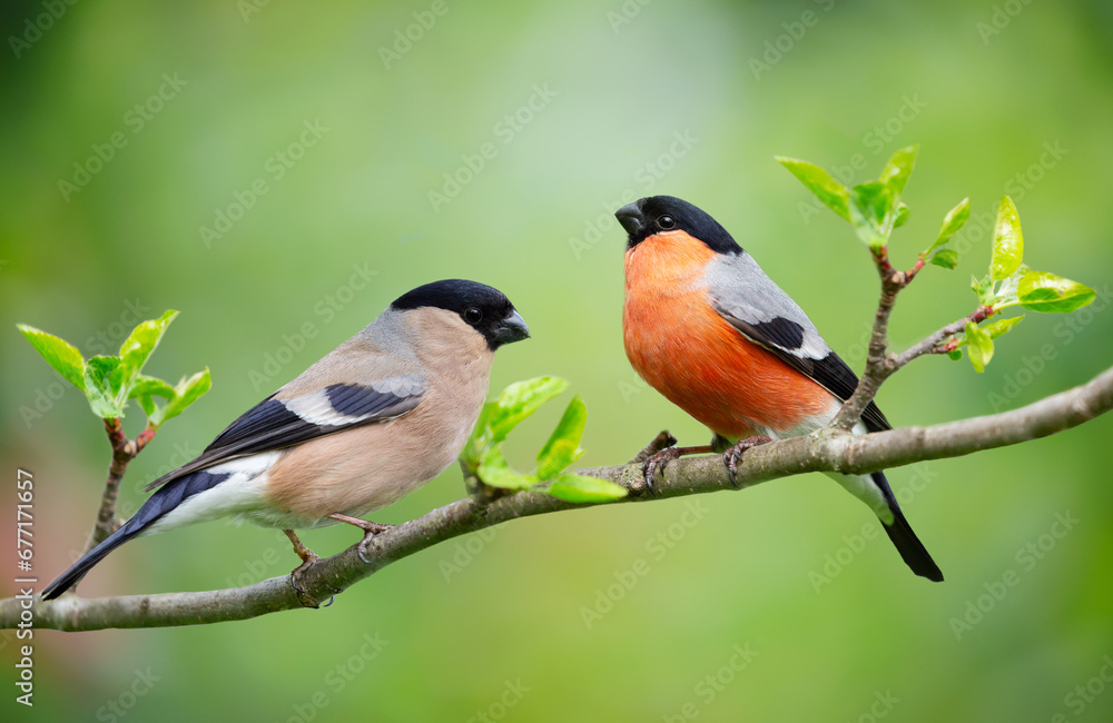 Little birds sitting on branch of tree. Male and Female common bullfinch