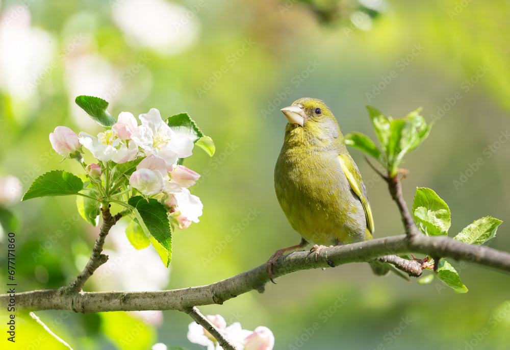 Bird perching on the branch of blossom apple tree. The european greenfinch