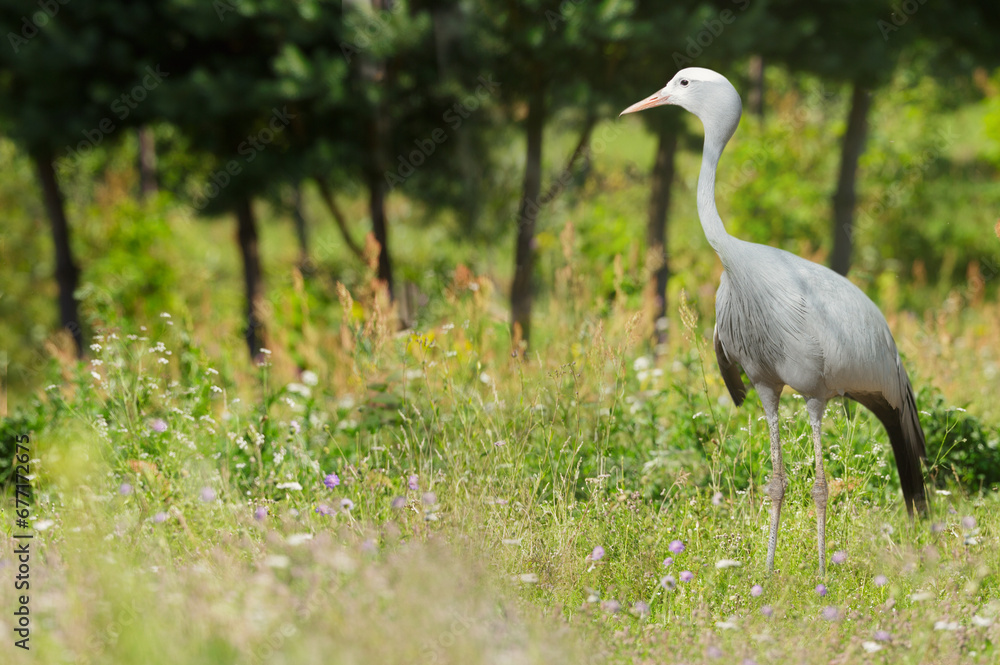 Fototapeta premium grey crane on on a meadow