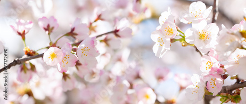 Blooming cherry tree in the spring garden. Cherry flowers on a tree © Nitr