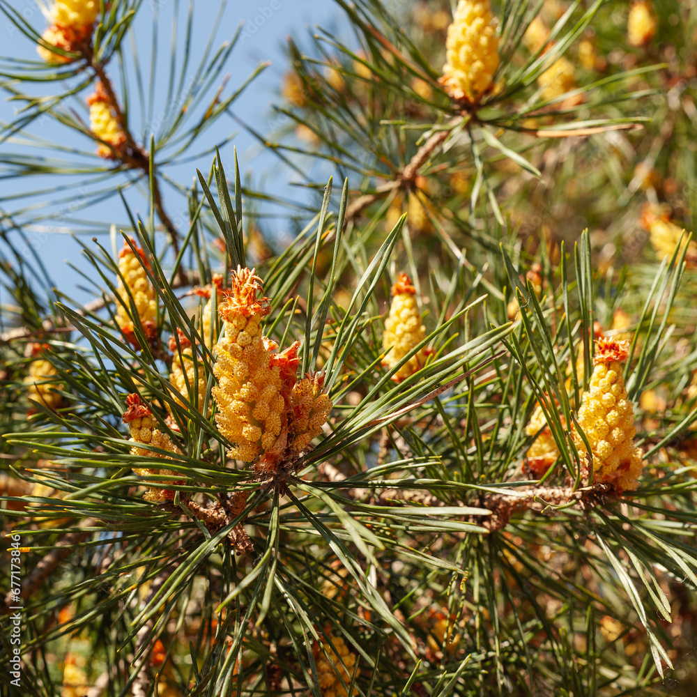 Young Yellow Pine Cones On The Branches. High resolution photo. Selective focus Young Yellow Pine Cones On The Branches. High resolution photo. Selective focus
