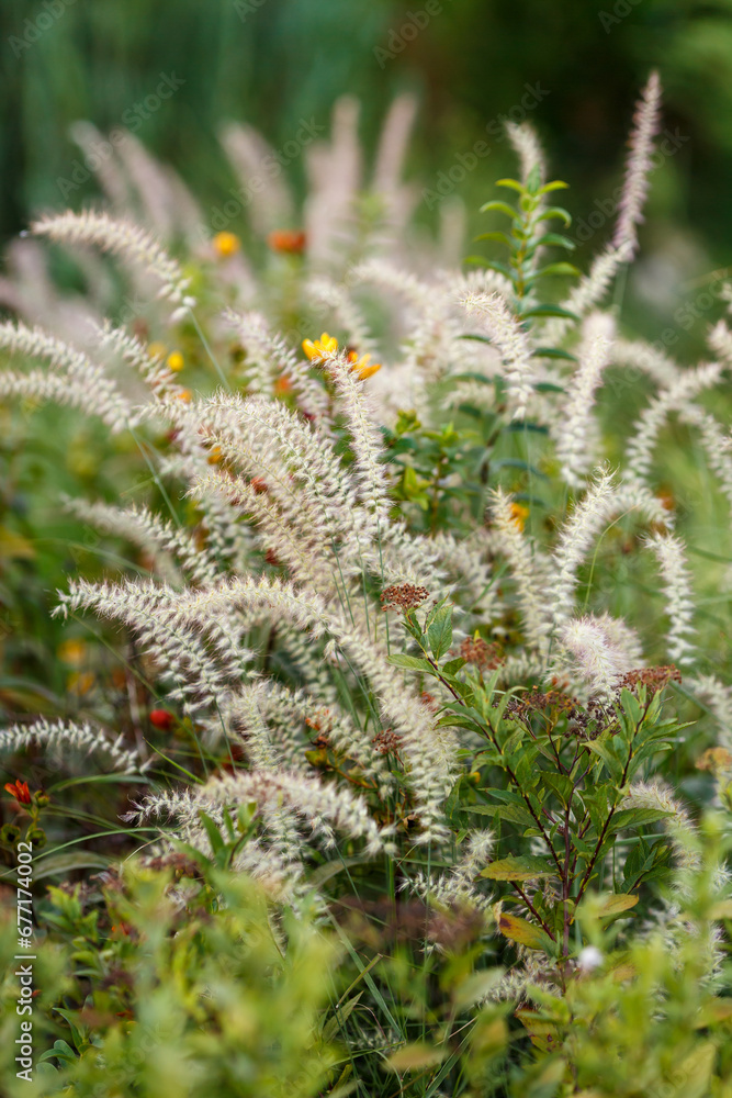 Cirrus bristle, or Pennisetum ( lat. Pennisetum ) is a genus of widespread herbaceous plants from the grass family Cirrus bristle, or Pennisetum ( lat. Pennisetum ) is a genus of widespread herbaceous plants from the grass family