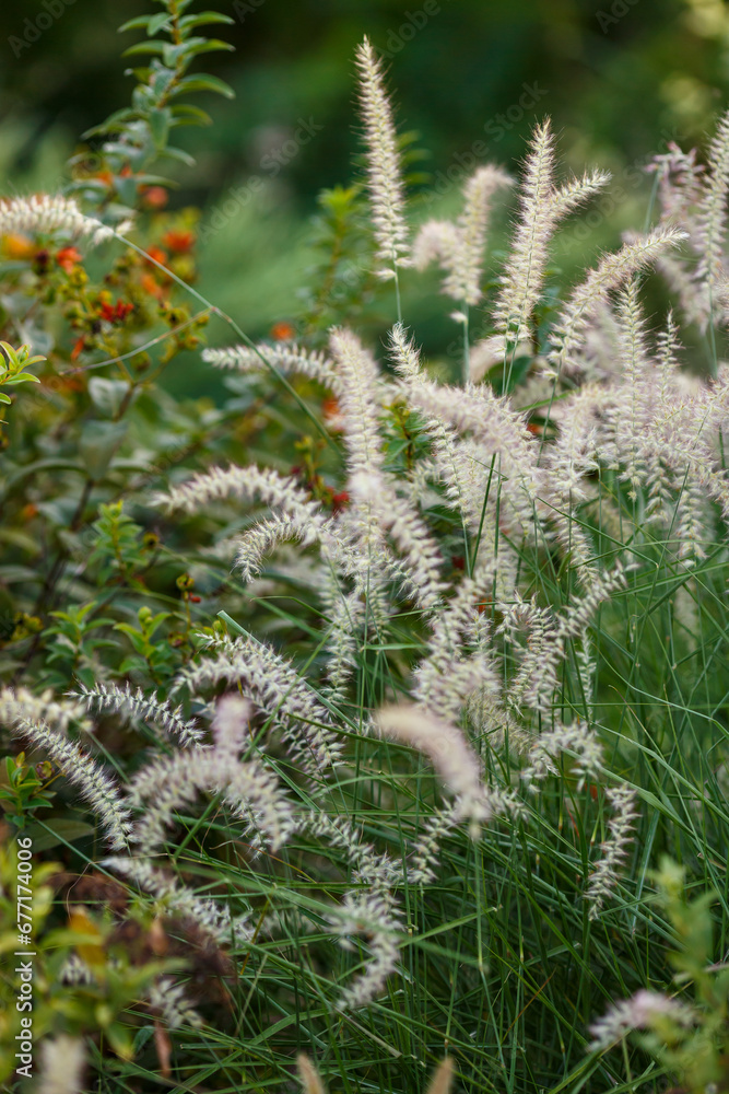 Cirrus bristle, or Pennisetum ( lat. Pennisetum ) is a genus of widespread herbaceous plants from the grass family Cirrus bristle, or Pennisetum ( lat. Pennisetum ) is a genus of widespread herbaceous plants from the grass family