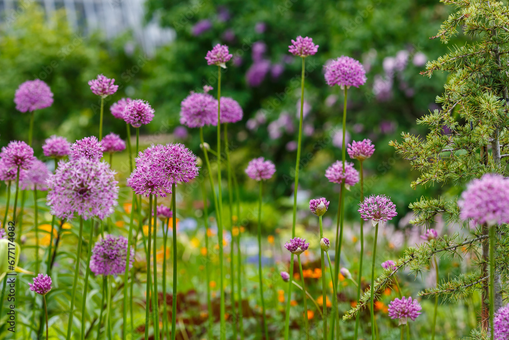 Giant Onion (Allium Giganteum) blooming. Field of Allium or ornamental onion Giant Onion (Allium Giganteum) blooming. Field of Allium or ornamental onion