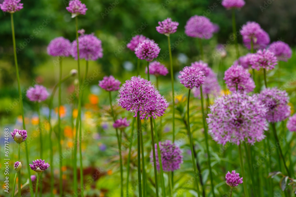 Giant Onion (Allium Giganteum) blooming. Field of Allium or ornamental onion Giant Onion (Allium Giganteum) blooming. Field of Allium or ornamental onion