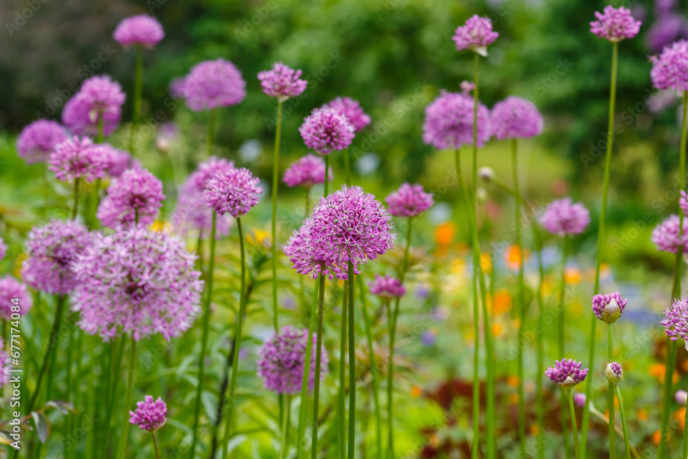 Giant Onion (Allium Giganteum) blooming. Field of Allium or ornamental onion Giant Onion (Allium Giganteum) blooming. Field of Allium or ornamental onion