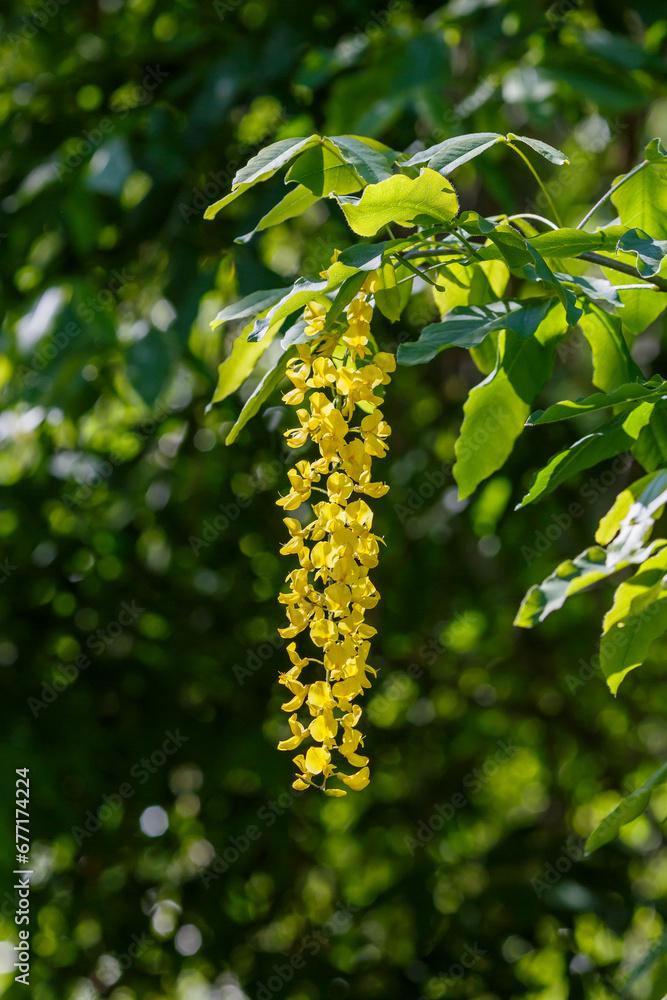 Bobovnik , or Laburnum ( lat. Laburnum ) is a genus of deciduous trees or shrubs of the Legume family Bobovnik , or Laburnum ( lat. Laburnum ) is a genus of deciduous trees or shrubs of the Legume family