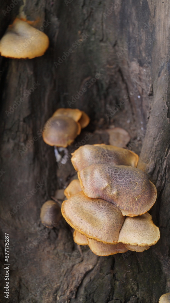 Nature's Silent Symphony: Mushrooms Flourish on a Fallen Giant Nature's Silent Symphony: Mushrooms Flourish on a Fallen Giant