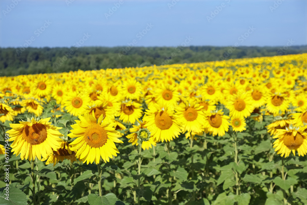 Fototapeta premium Yellow Sunflower close up. Yellow-blue colors. The colors of Ukraine. Clear blue sky. Sunflowers blooming on clear sky background. Agricultural field with sunflowers for background. Sunflower blooming