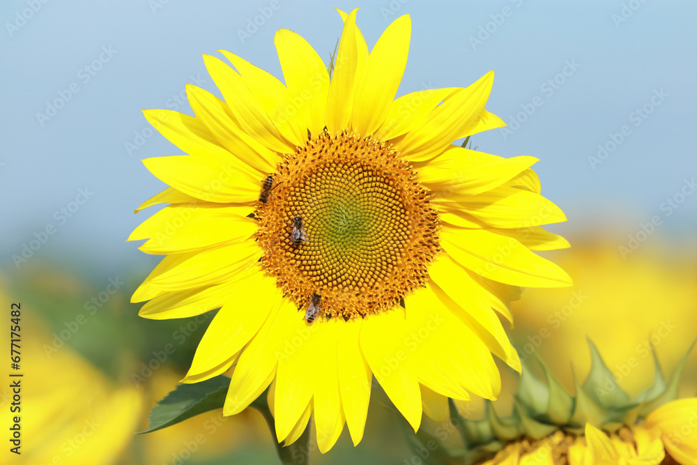 Agricultural field with sunflowers for background. The colors of Ukraine. Yellow-blue colors. Clear blue sky. Sunflower on the background of the sky. Macro shot of a bee on a sunflower.