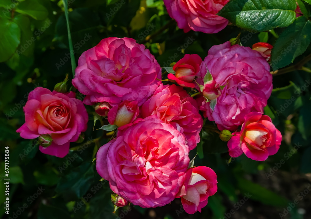 Rose flowers close-up on a background of greenery in summer Rose flowers close-up on a background of greenery in summer