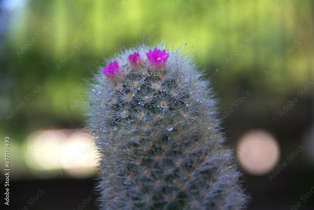 Lady Finger cactus (Mammillaria elongata) is small cactus plant with