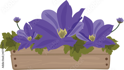 Purple lily in wooden crate illustration