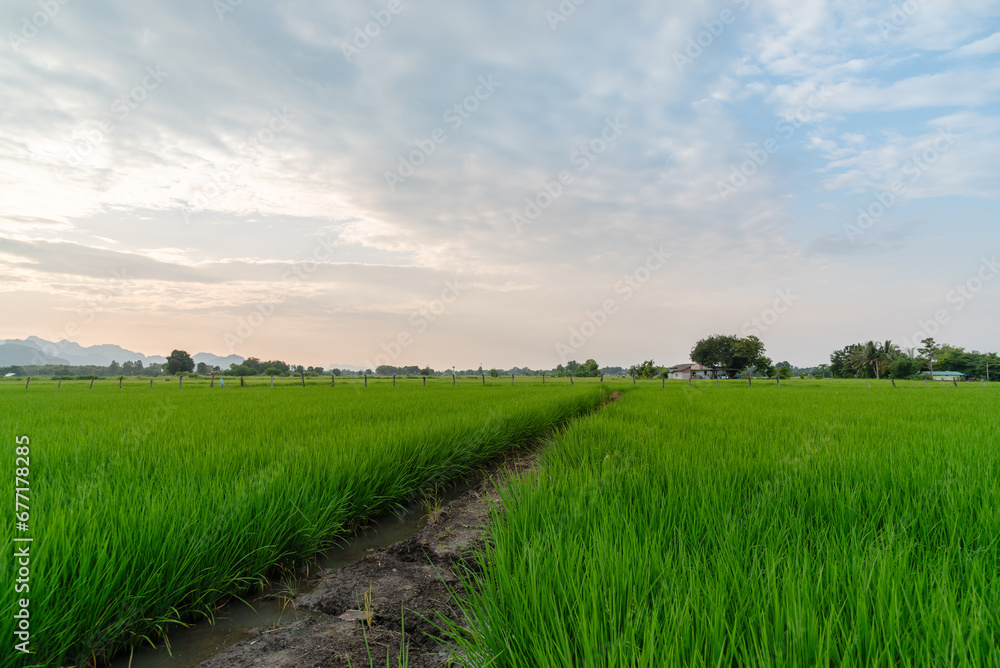 Obraz premium Landscape of paddy field among sunset in Thailand