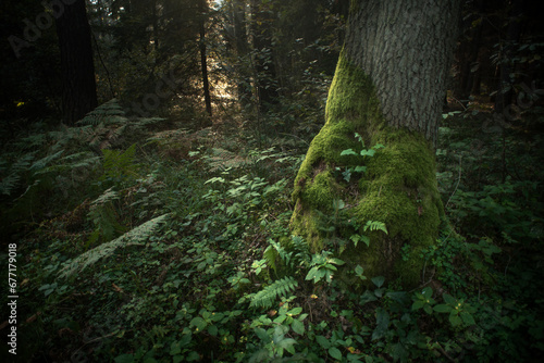 drzewo porośnięte mchem © Zbigniew