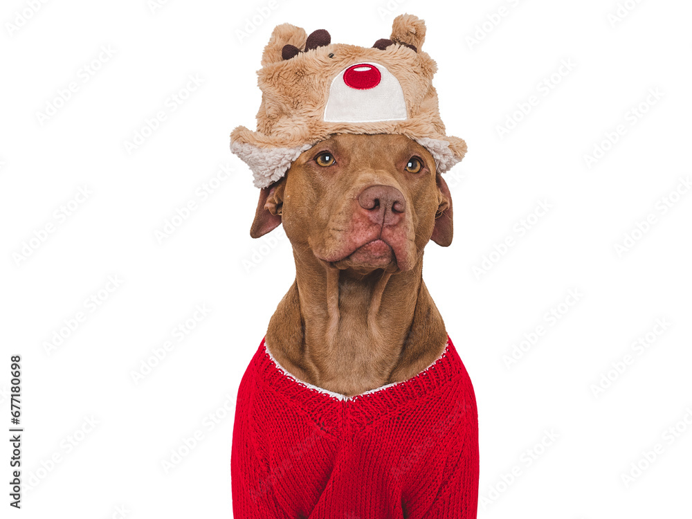 OLYMPUSCute dog and a warm, knitted sweater. Isolated background. Close-up, indoors. Studio shot. Day light. Beauty and fashion. Concept of care, education, training and raising pets DIGITAL CAMERA OLYMPUSCute dog and a warm, knitted sweater. Isolated background. Close-up, indoors. Studio shot. Day light. Beauty and fashion. Concept of care, education, training and raising pets DIGITAL CAMERA