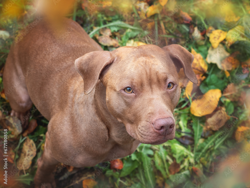 Cute dog sits near a tree on a sunny autumn day. Close-up, outdoors. Day light. No people. Concept of care, education, obedience training and raising pets