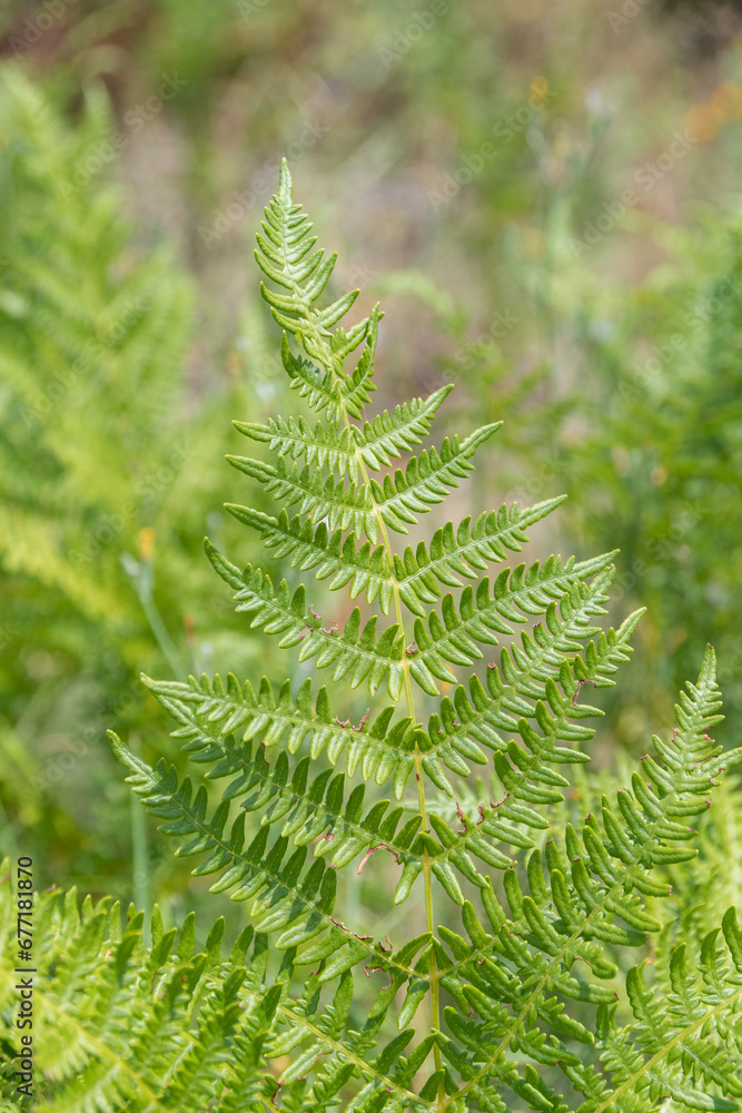Fern leaf detail in natural environment Fern leaf detail in natural environment