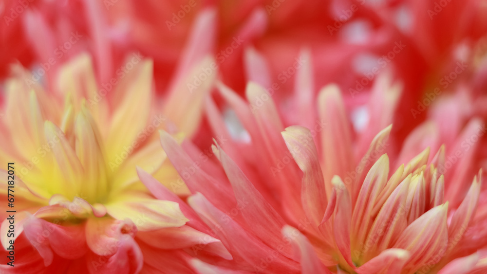 Floral background top view. Flower petals close-up. Red orange Dahlia. Summer backdrop. greeting card. Texture and background. Banner with chrysanthemums. Postcard. Valentine's day Floral background top view. Flower petals close-up. Red orange Dahlia. Summer backdrop. greeting card. Texture and background. Banner with chrysanthemums. Postcard. Valentine's day