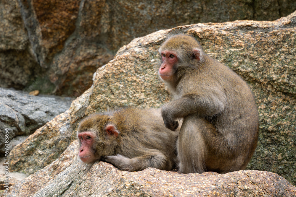 Naklejka premium Japanese Macaque - Macaca fuscata, beautiful unique primate native Japanese mountains, woodlands and forests.