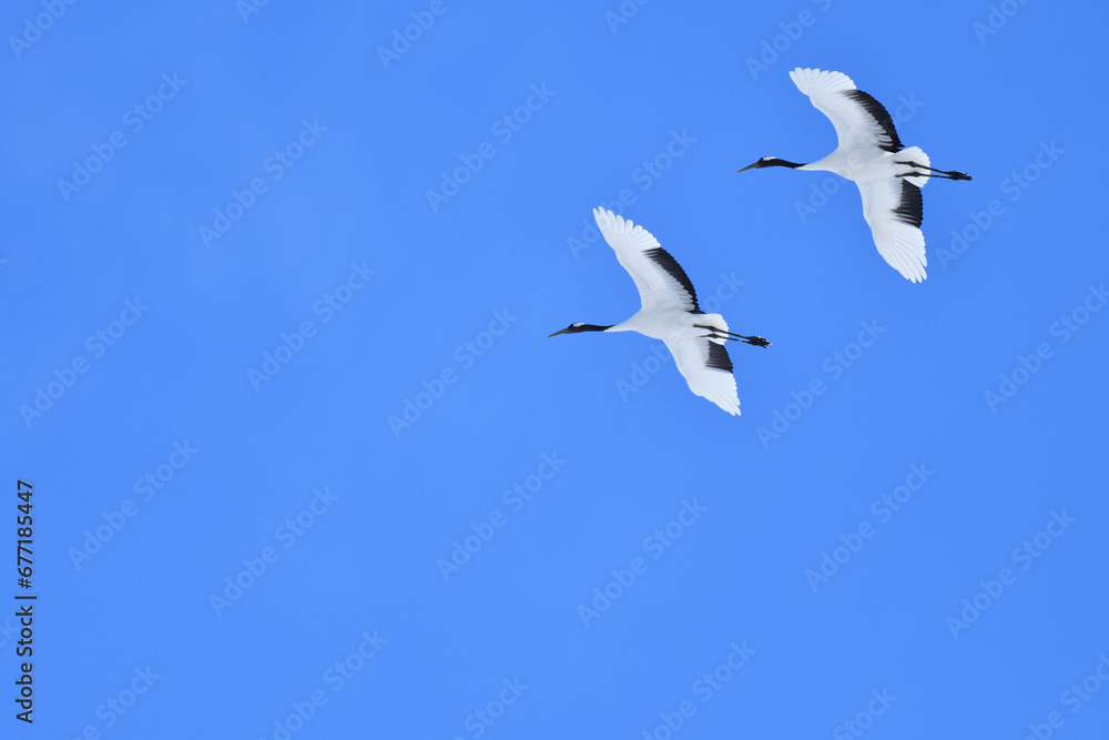 Bird watching, red-crowned crane, in
 winter