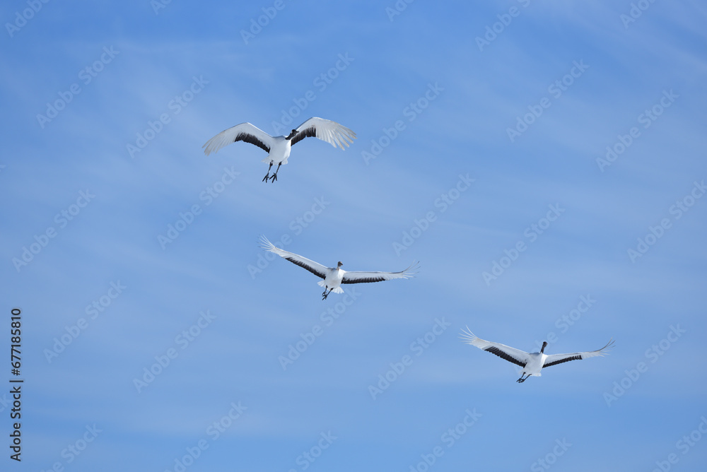 Bird watching, red-crowned crane, in
winter Bird watching, red-crowned crane, in
winter