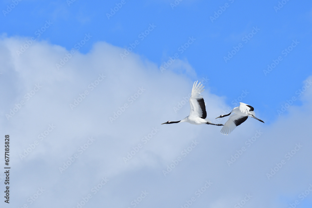 Bird watching, red-crowned crane, in
winter Bird watching, red-crowned crane, in
winter