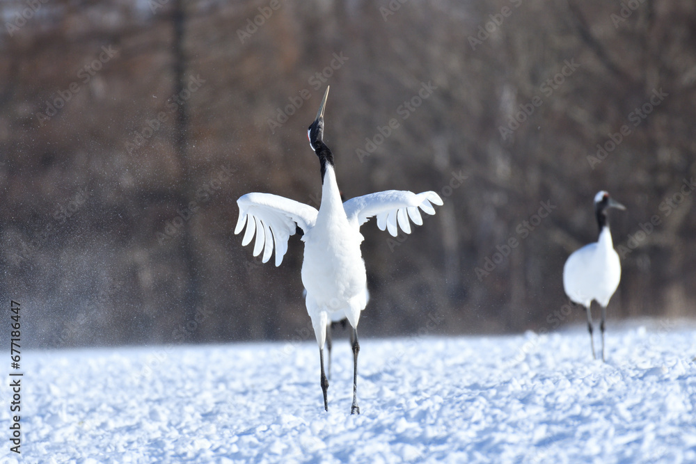 Obraz premium Bird watching, red-crowned crane, in winter