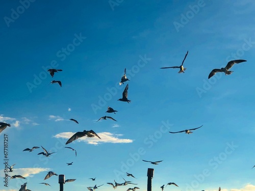 birds flying into sunset sky