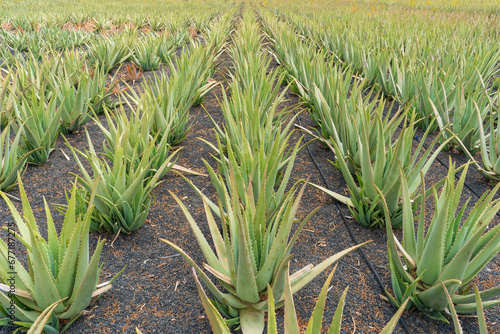 Aloe Vera plantation on the Canary Island of Lanzarote