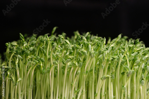 close up fresh green pea seedlings. Black copy space