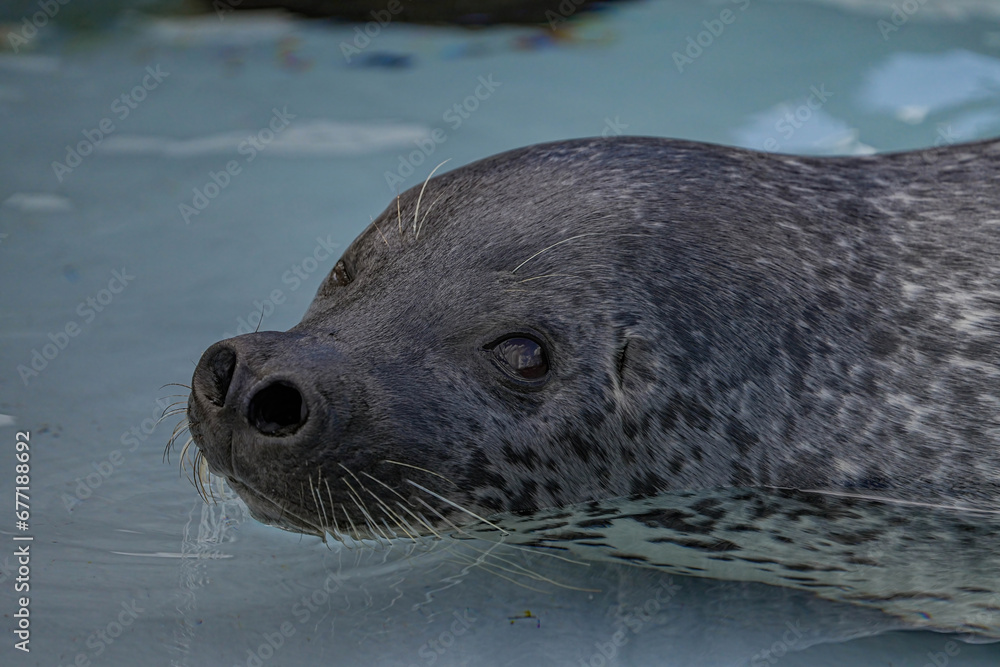 Fototapeta premium 野生動物