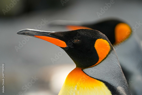 Wallpaper Mural 野生動物 Torontodigital.ca