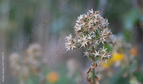 Close up of a seed pod of Phlox flower with blurred background, shallow depth of field