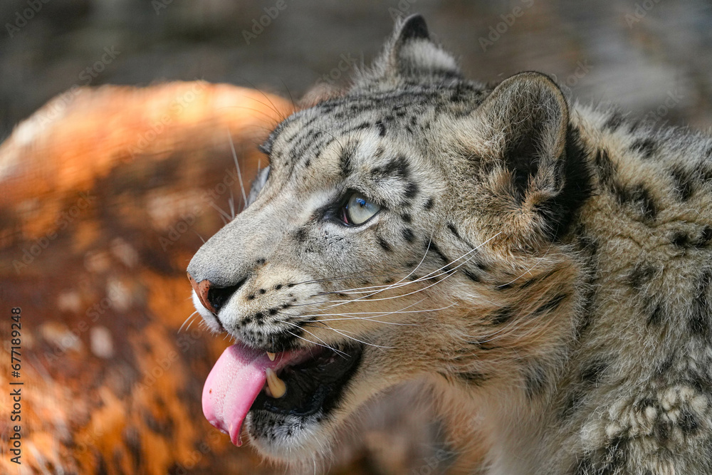 Obraz premium 野生動物