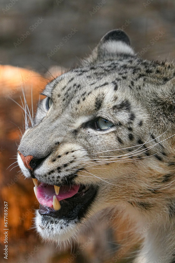 Obraz premium 野生動物