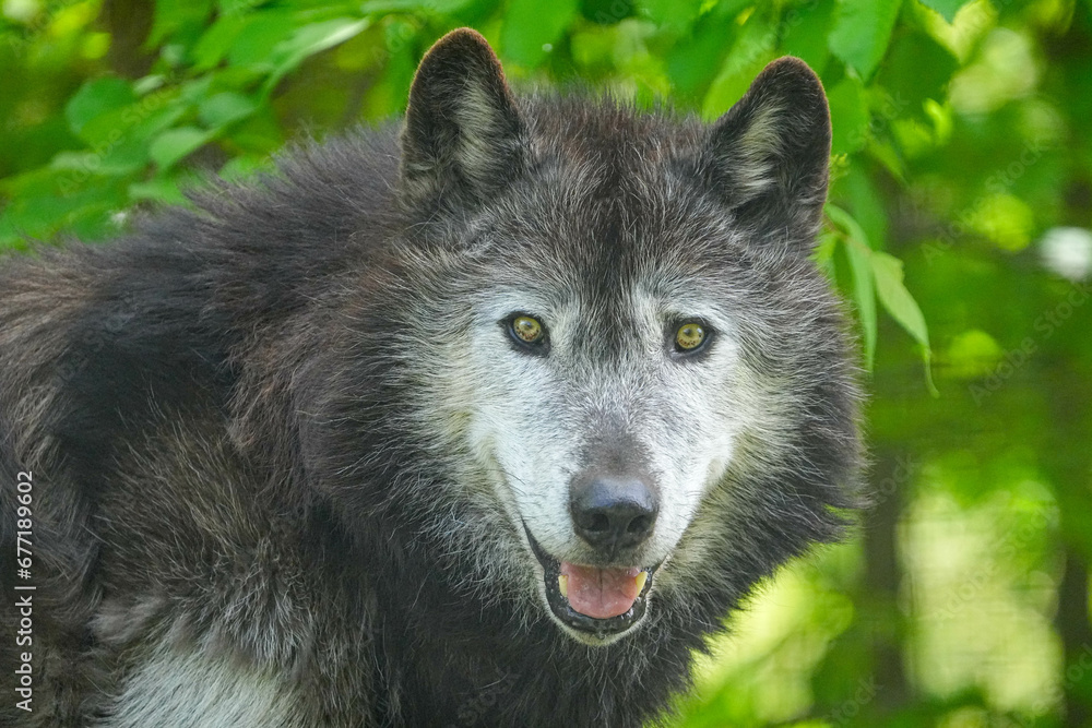 野生動物 野生動物